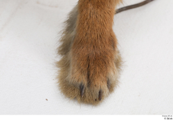 Foot Rabbit Animal photo references